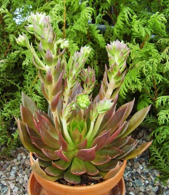 Echeveria ´Black Prince´ (5).jpg