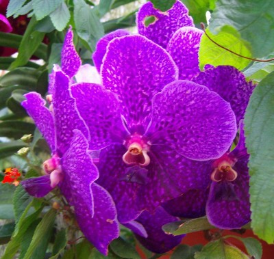 Größenänderung 100D5841.jpg