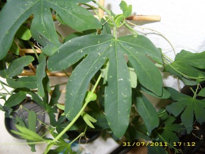 197a2f0e.xl.jpg