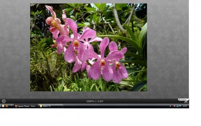 Orchidee.jpg