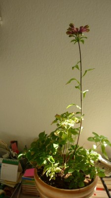 blume-P1020539.JPG