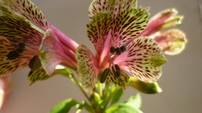 Blume-P1020536.JPG