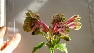 blume-P1020535.JPG