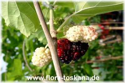 morus_rubra_frucht_-_digi.jpg