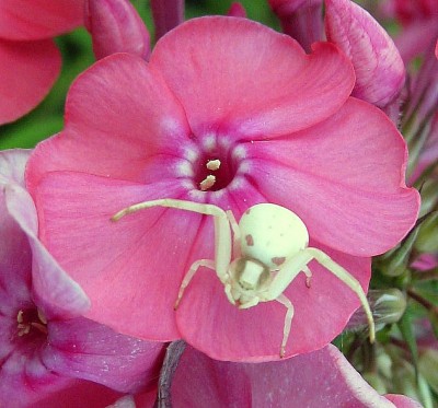 Krabbenspinne auf Phlox_1895g.jpg