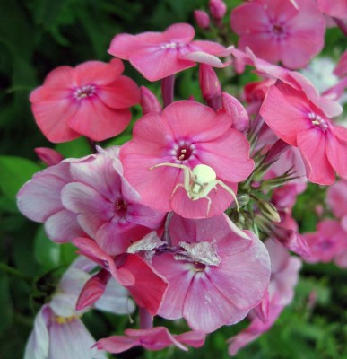 Krabbenspinne auf Phlox_1895.jpg