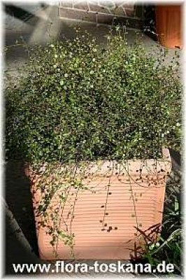 muehlenbeckia_complexa_ganz_4_-100407.jpg