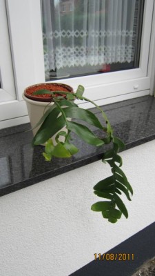 Selenicereus chrysocardium von nightmare.jpg