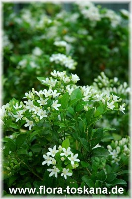 murraya_paniculata_2_-__290705.jpg
