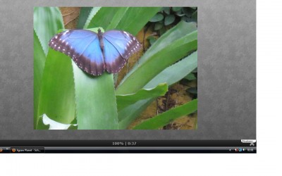 Schmetterling.jpg