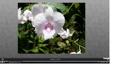 Orchidee.jpg