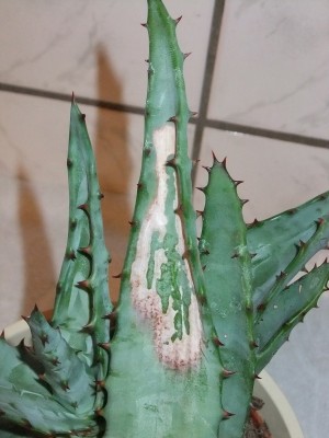 DSCF1139.JPG