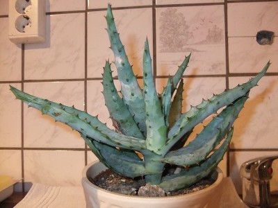 DSCF1138.JPG