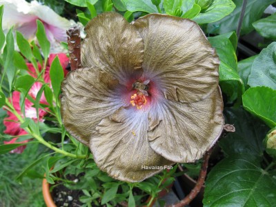 Wallflower mit Biene.jpg