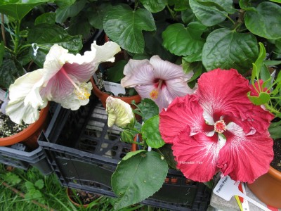 Angel wings Ana Lynn Dragons Breath.jpg