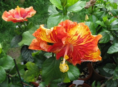 Helen Sanders  Stempel falsch.jpg