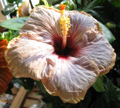 clairvoyant Lady bearb.jpg