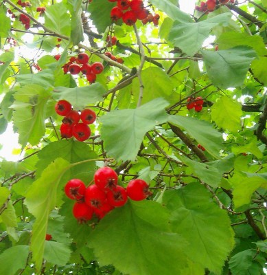 Größenänderung Baum - 001.jpg