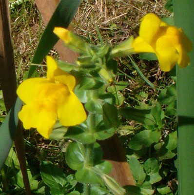 Größenänderung Blume - 001.jpg