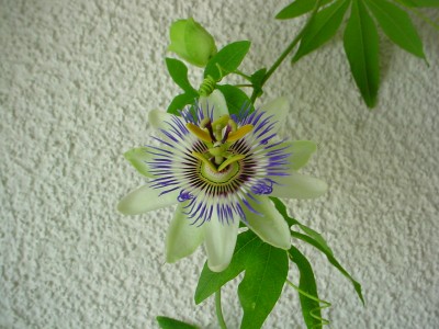 DSC00038.JPG