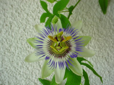 DSC00036.JPG