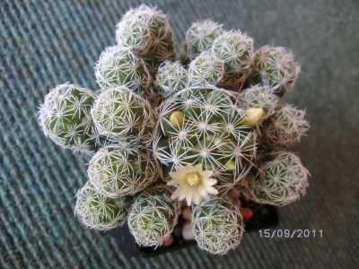 Mammillaria Gracilis.JPG