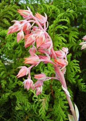 Echeveria 2010-217 (5).jpg