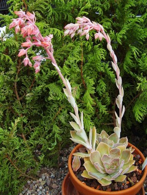 Echeveria 2010-217 (4).jpg