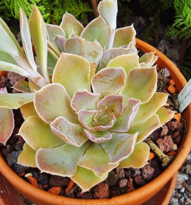 Echeveria 2010-217 (3).jpg