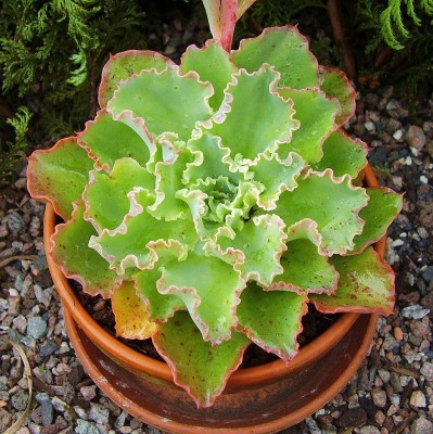 Echeveria 2010-204 (3).jpg