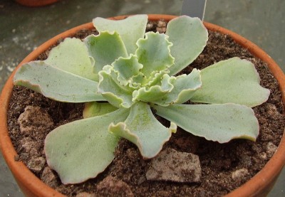 Echeveria 2010-204 (1).jpg