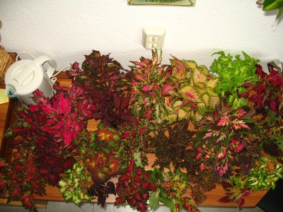 IMG_7140.JPG