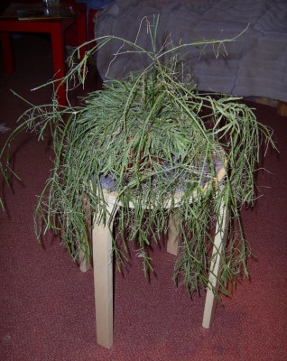 PIC_0025.JPG