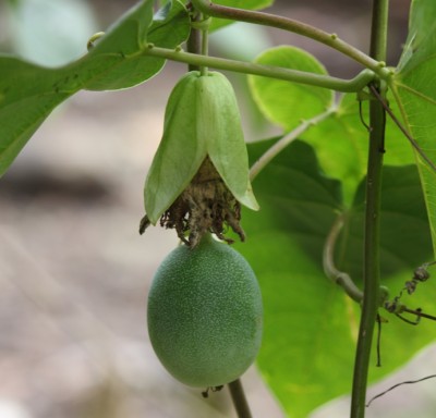 Unbekannte Passiflora 2, IMG_5812.JPG