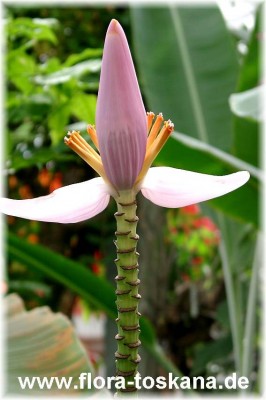 musa_ornata_7_-_digi.jpg