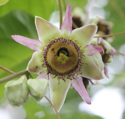 Unbekannte Passiflora 2, IMG_5809.JPG