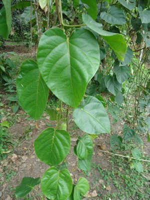 Unbekannte Passiflora 2, DSC09010.JPG
