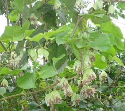 Unbekannte Passiflora 2, DSC09008.JPG
