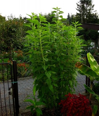 Topinambur (Helianthus tuberosus) blüht nicht! · Pflegen & Schneiden