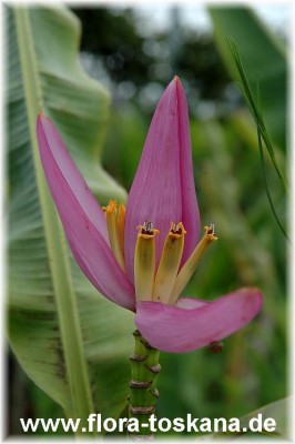 musa_ornata_2_-_010606.jpg