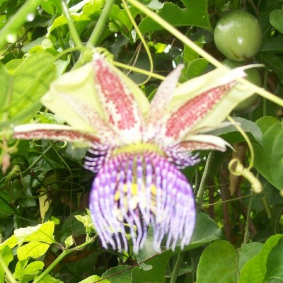 Passiflora maliformis 1.jpg