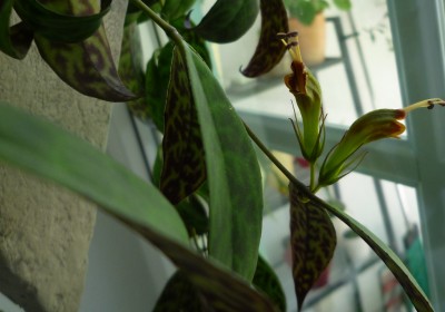 Aeschynanthus.JPG