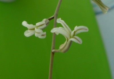 H. tortuosa Blüten.JPG