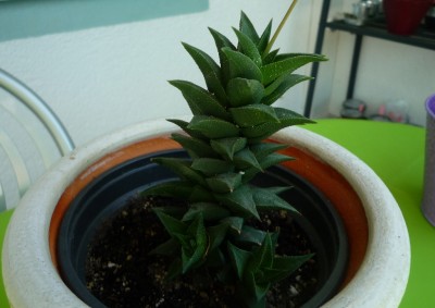 H. tortuosa.JPG
