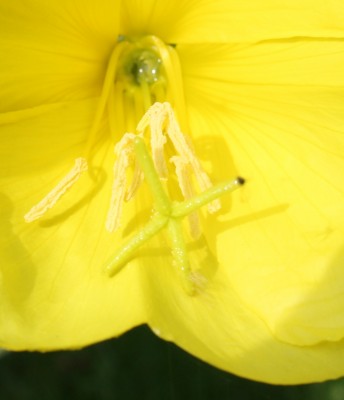 Nachtkerze macro.jpg