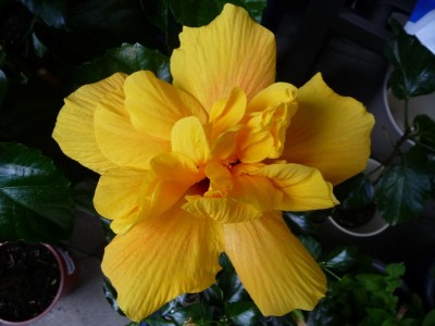 Hibiskus Sta&amp;#776;mmchen.jpg