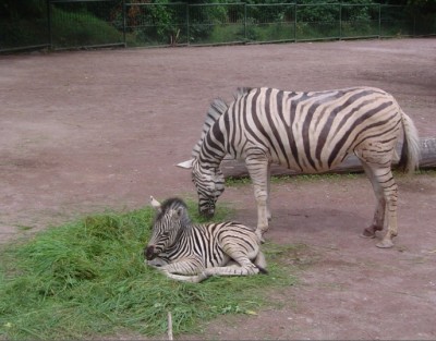 Zebra.jpg