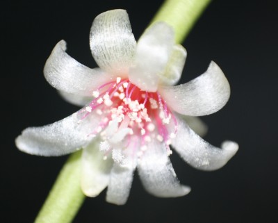 Kopie Blüte.jpg