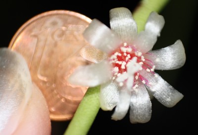 Größenvergleich 1 Cent - Rhipsalis puniceodiscus.jpg