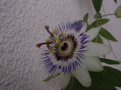 DSC00007.JPG